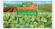 Spinach